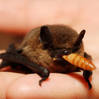 Fledermäuse gehören mit den Flughunden zu der sehr alten Säugetiergruppe der Chiroptera, den Handflüglern. Fledermaus isst Mehlwurm