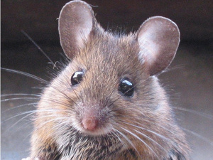 Hausmaus (Mus musculus)