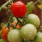 Tomaten: Sie wachsen auch in der Stadt, nur genügend Sonne müssen sie haben. Tomaten am Strauch, manche sind schon rot, andere noch grün.